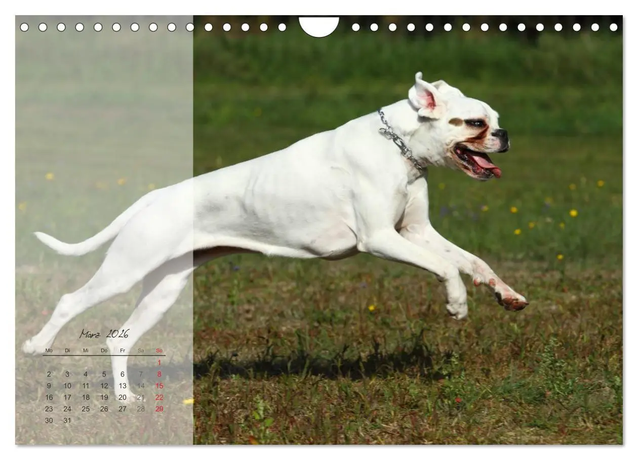 Bild: 9783516204322 | Deutscher Boxer 2026 (Wandkalender 2026 DIN A4 quer), CALVENDO...