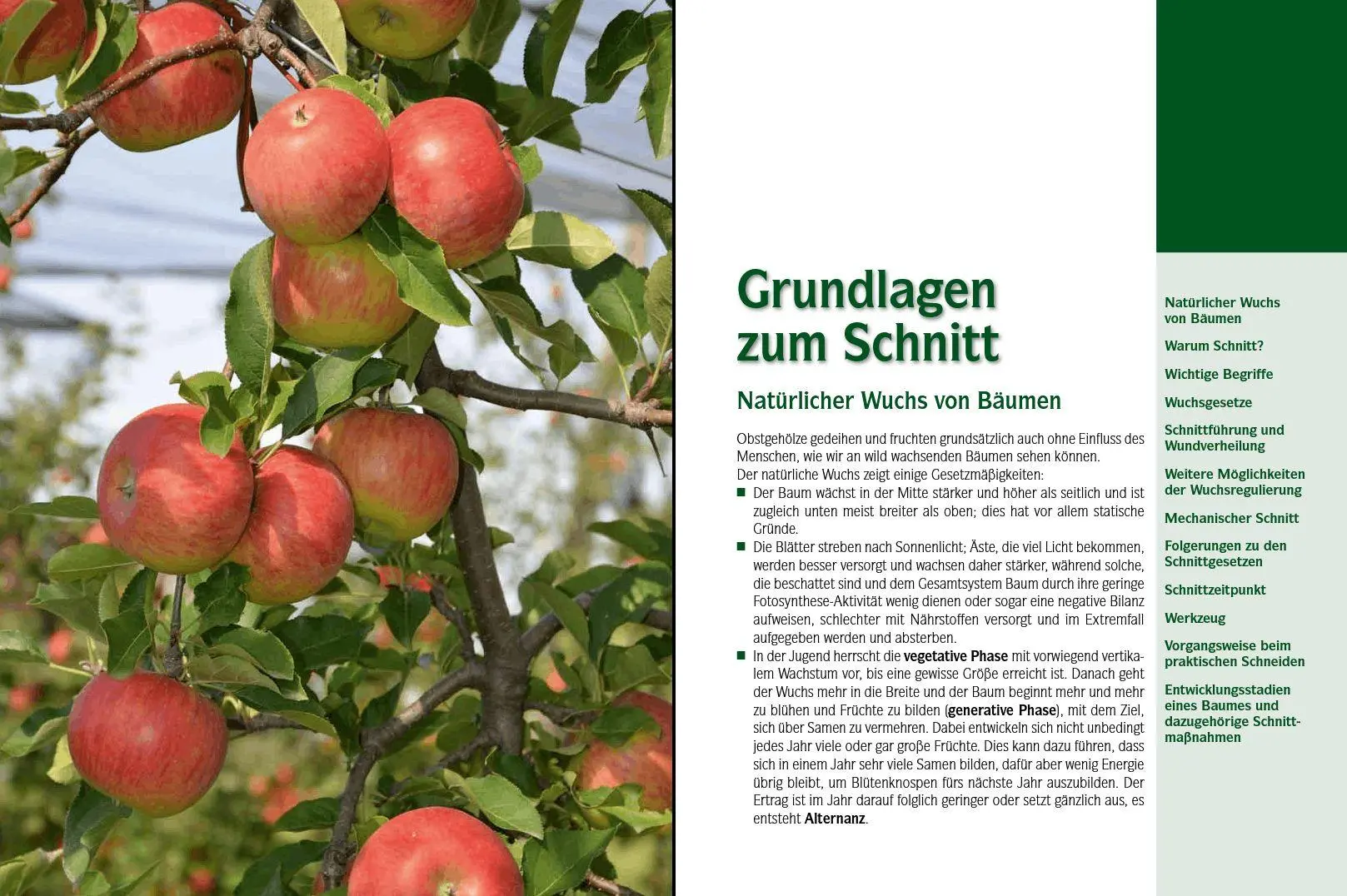 Bild: 9783702014322 | Der professionelle Obstbaumschnitt | Inkl. Vermehrung &amp; Veredelung