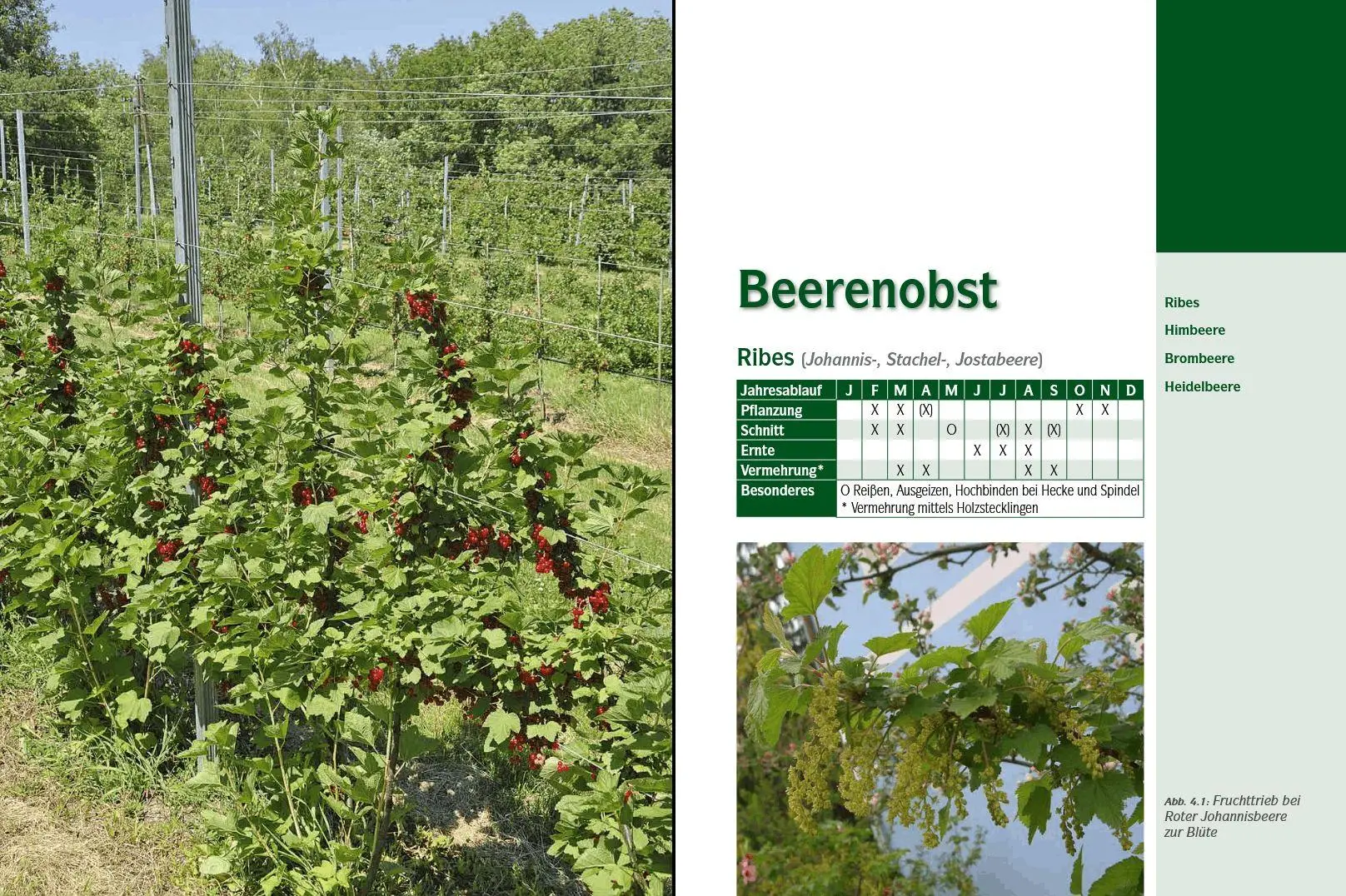 Bild: 9783702014322 | Der professionelle Obstbaumschnitt | Inkl. Vermehrung &amp; Veredelung