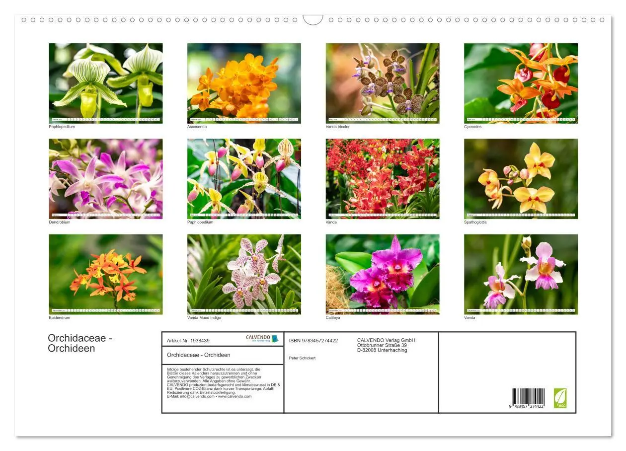Bild: 9783457274422 | Orchidaceae - Orchideen (Wandkalender 2026 DIN A2 quer), CALVENDO...