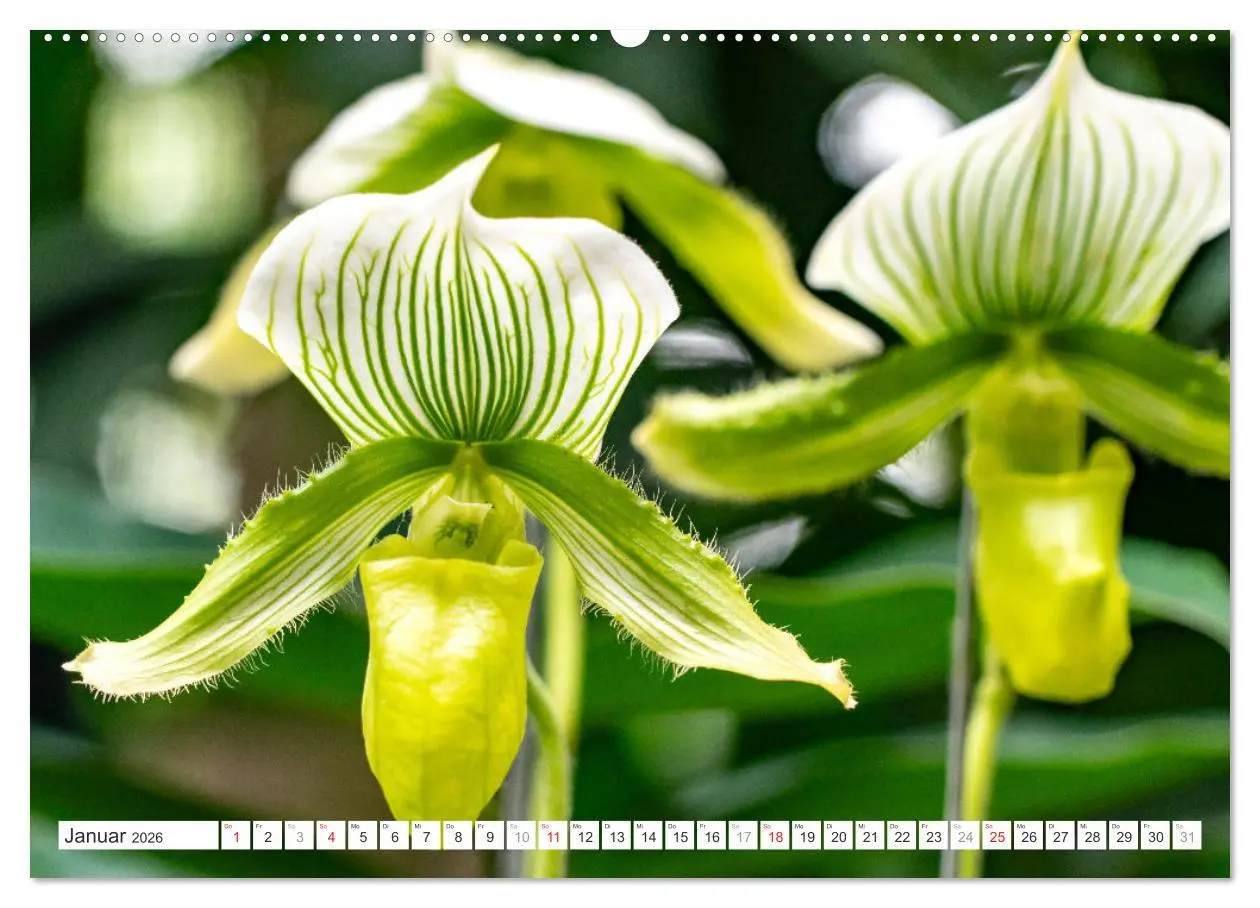 Bild: 9783457274422 | Orchidaceae - Orchideen (Wandkalender 2026 DIN A2 quer), CALVENDO...