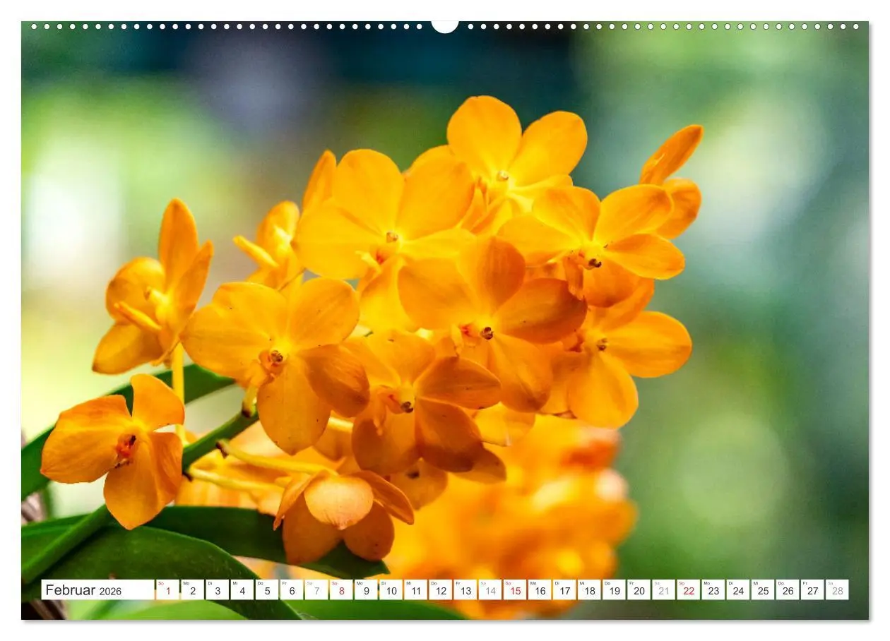 Bild: 9783457274422 | Orchidaceae - Orchideen (Wandkalender 2026 DIN A2 quer), CALVENDO...
