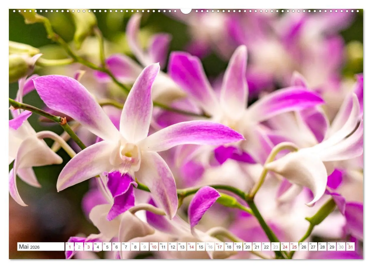 Bild: 9783457274422 | Orchidaceae - Orchideen (Wandkalender 2026 DIN A2 quer), CALVENDO...