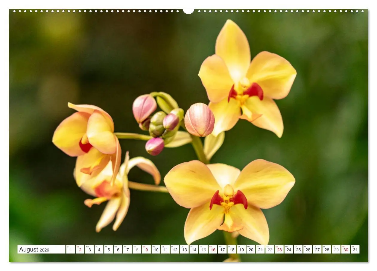 Bild: 9783457274422 | Orchidaceae - Orchideen (Wandkalender 2026 DIN A2 quer), CALVENDO...
