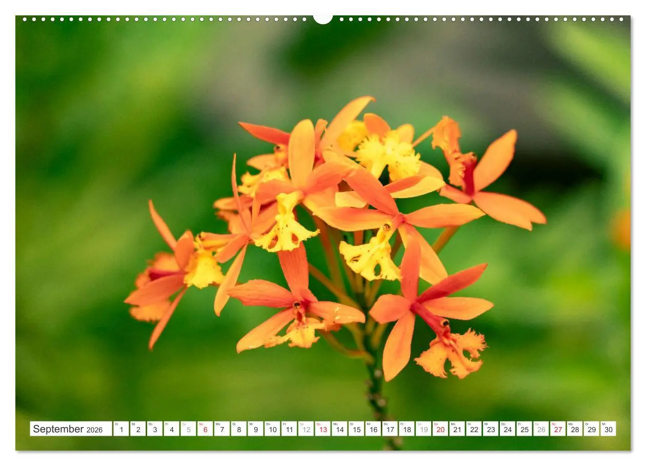 Bild: 9783457274422 | Orchidaceae - Orchideen (Wandkalender 2026 DIN A2 quer), CALVENDO...