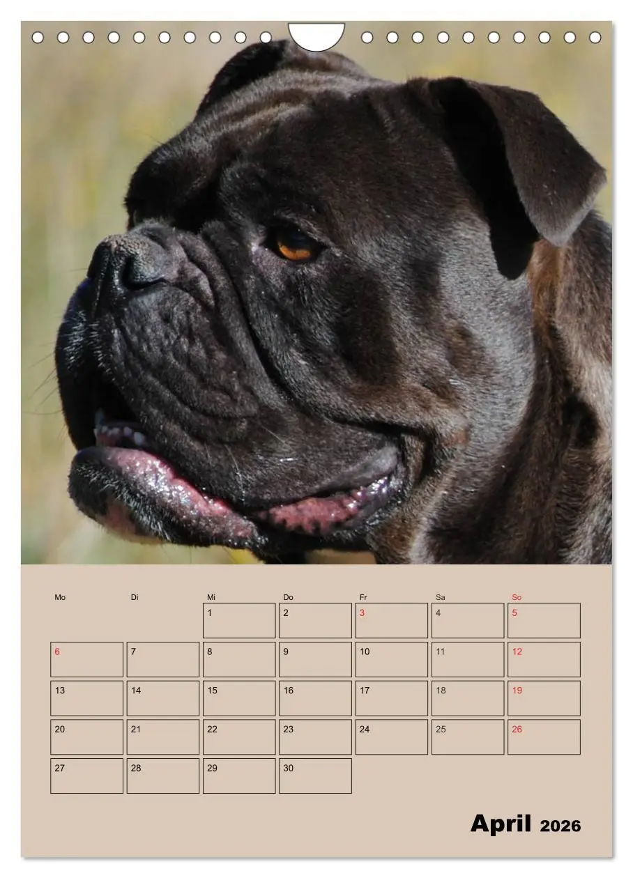 Bild: 9783516434422 | Bulldoggen-Gesichter (Wandkalender 2026 DIN A4 hoch), CALVENDO...