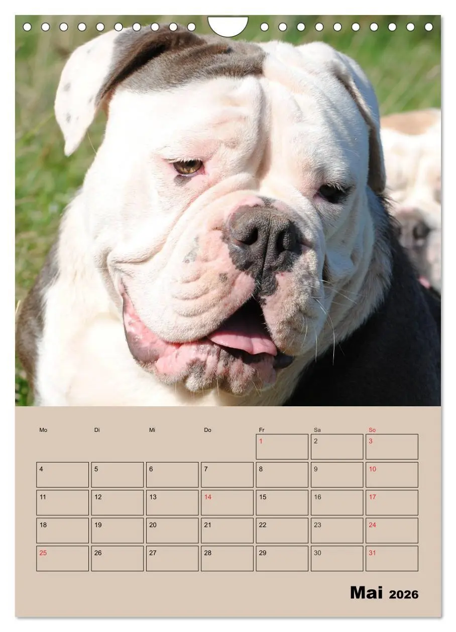 Bild: 9783516434422 | Bulldoggen-Gesichter (Wandkalender 2026 DIN A4 hoch), CALVENDO...