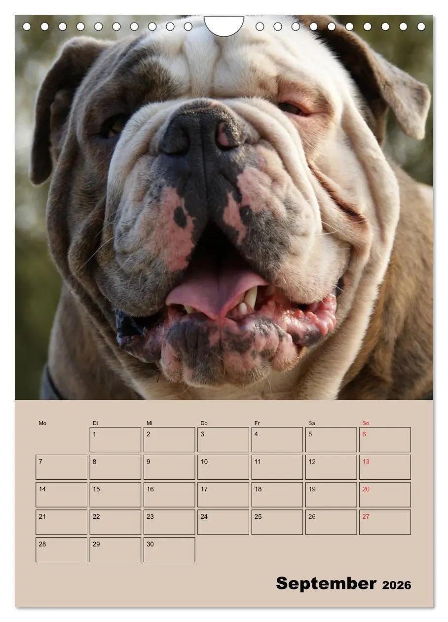 Bild: 9783516434422 | Bulldoggen-Gesichter (Wandkalender 2026 DIN A4 hoch), CALVENDO...