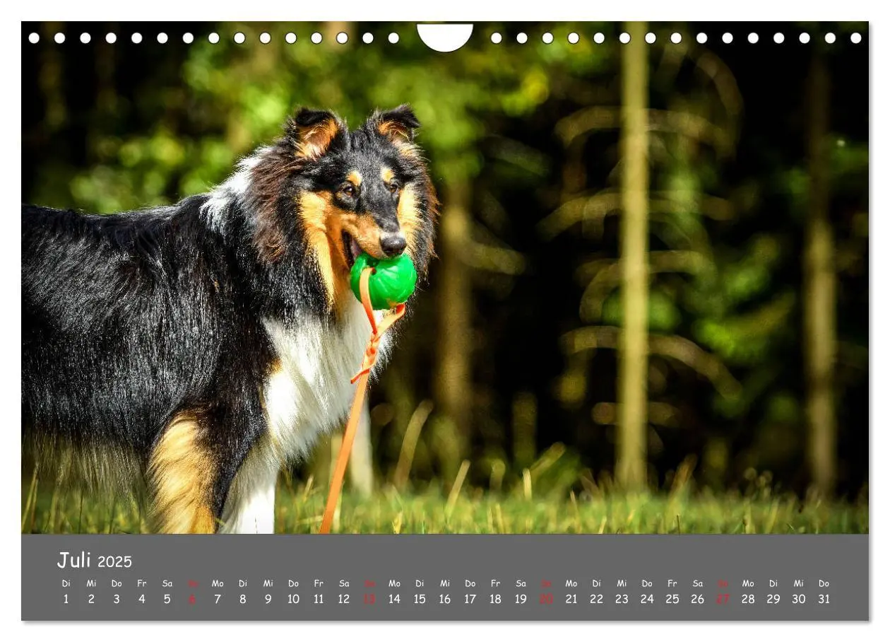 Bild: 9783435314522 | Einmal Collie - immer Collie (Wandkalender 2025 DIN A4 quer),...