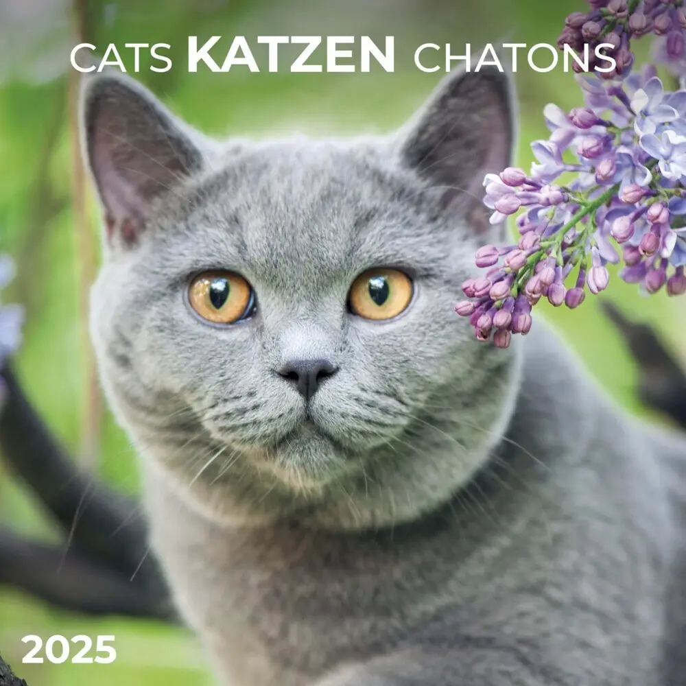 Cover: 9783959294522 | Cats/Katzen 2025 | Kalender 2025 | Kalender | Drahtheftung | Englisch