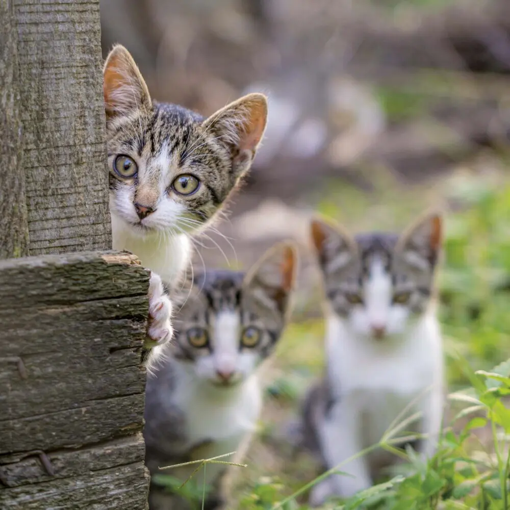 Bild: 9783959294522 | Cats/Katzen 2025 | Kalender 2025 | Kalender | Drahtheftung | Englisch