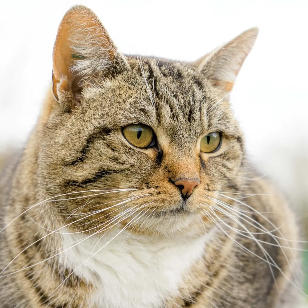 Bild: 9783959294522 | Cats/Katzen 2025 | Kalender 2025 | Kalender | Drahtheftung | Englisch