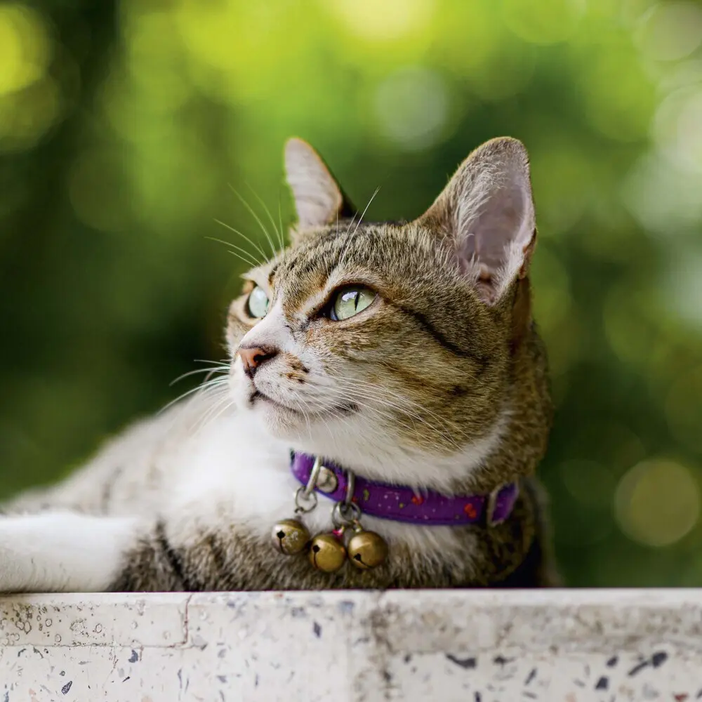 Bild: 9783959294522 | Cats/Katzen 2025 | Kalender 2025 | Kalender | Drahtheftung | Englisch
