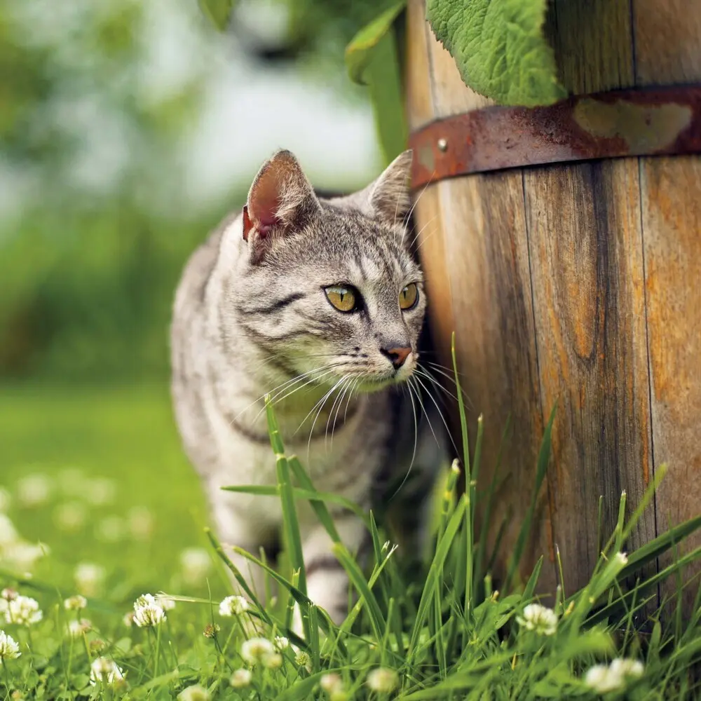 Bild: 9783959294522 | Cats/Katzen 2025 | Kalender 2025 | Kalender | Drahtheftung | Englisch