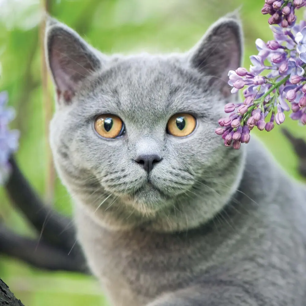 Bild: 9783959294522 | Cats/Katzen 2025 | Kalender 2025 | Kalender | Drahtheftung | Englisch