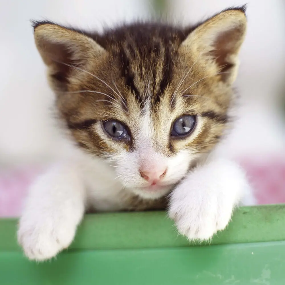 Bild: 9783959294522 | Cats/Katzen 2025 | Kalender 2025 | Kalender | Drahtheftung | Englisch