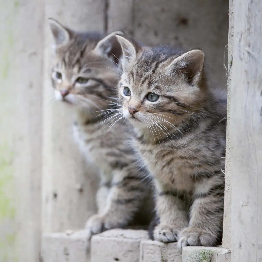 Bild: 9783959294522 | Cats/Katzen 2025 | Kalender 2025 | Kalender | Drahtheftung | Englisch