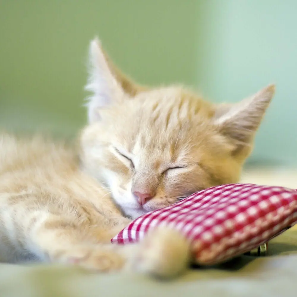 Bild: 9783959294522 | Cats/Katzen 2025 | Kalender 2025 | Kalender | Drahtheftung | Englisch