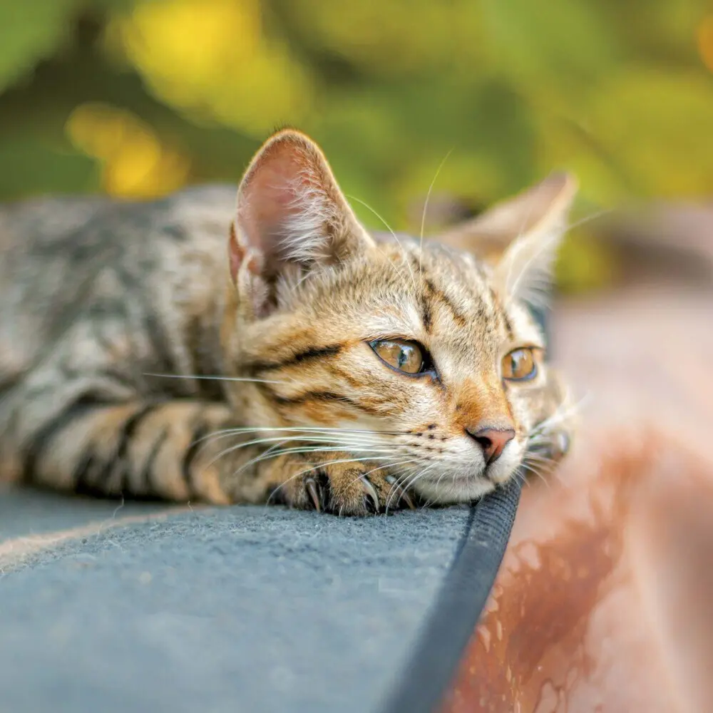 Bild: 9783959294522 | Cats/Katzen 2025 | Kalender 2025 | Kalender | Drahtheftung | Englisch