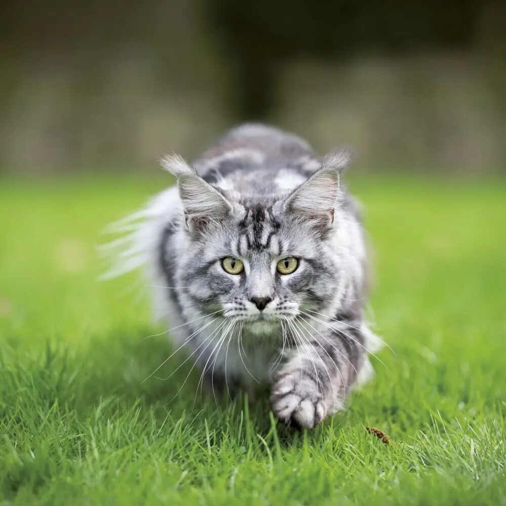 Bild: 9783959294522 | Cats/Katzen 2025 | Kalender 2025 | Kalender | Drahtheftung | Englisch