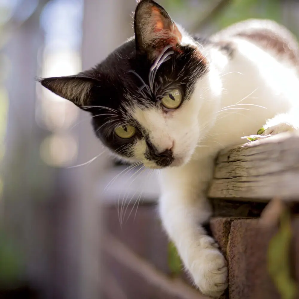 Bild: 9783959294522 | Cats/Katzen 2025 | Kalender 2025 | Kalender | Drahtheftung | Englisch