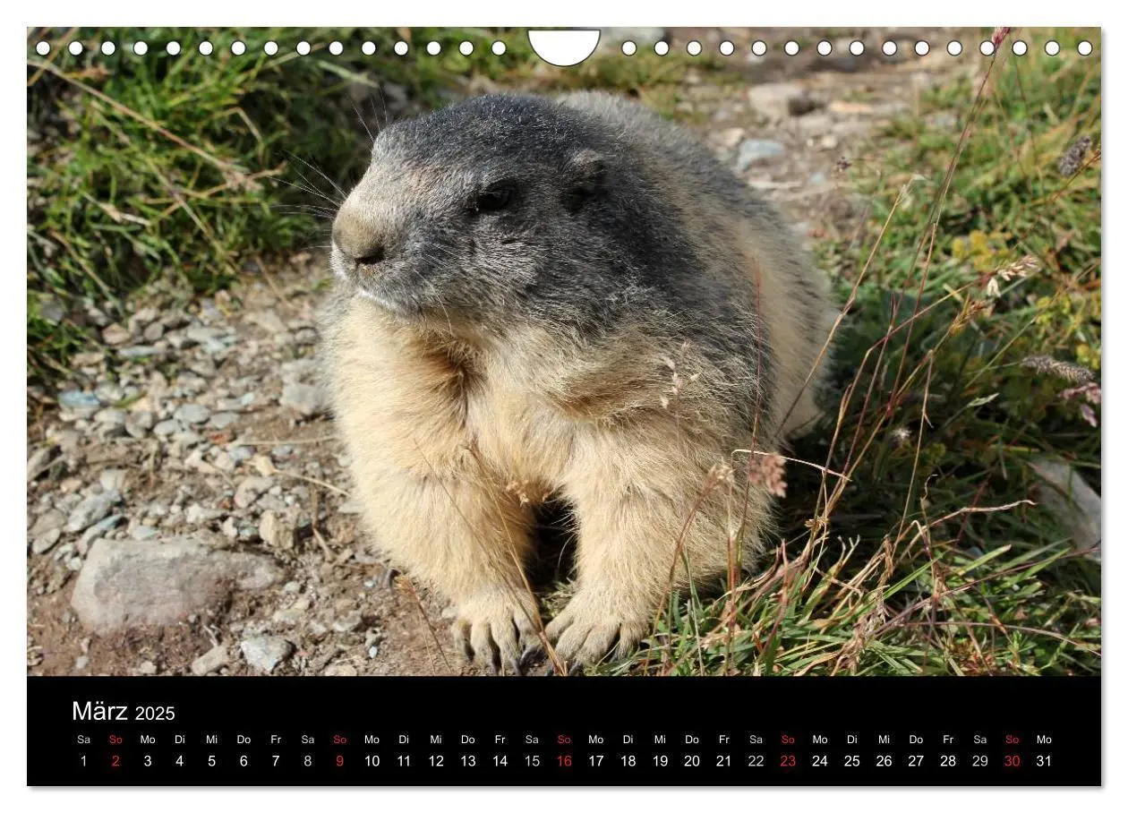 Bild: 9783435784622 | Murmeltiere (Wandkalender 2025 DIN A4 quer), CALVENDO Monatskalender