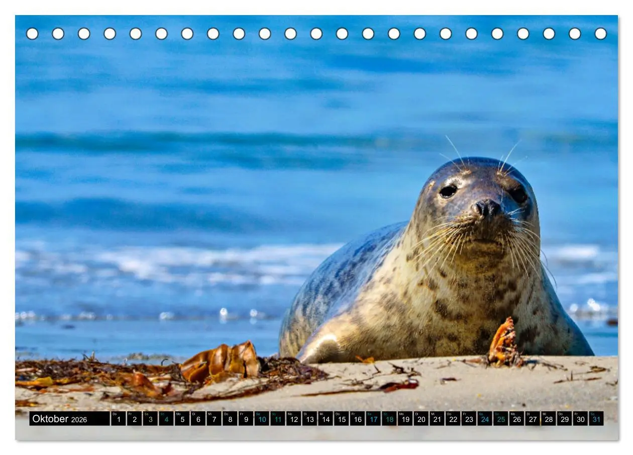 Bild: 9783457494622 | Big Five aus dem Ozean Hai, Delphin, Wal, Robbe, Pinguin...