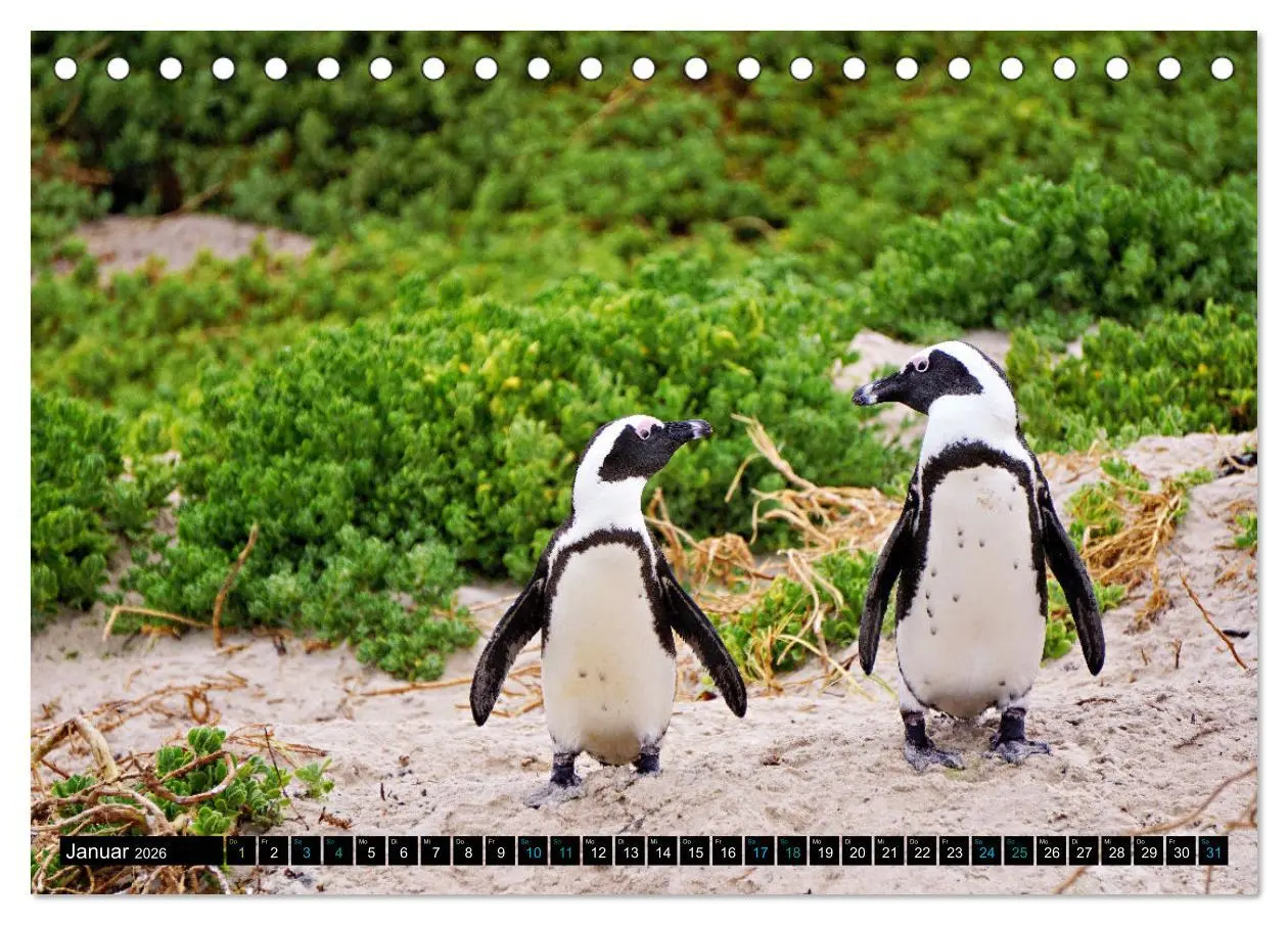 Bild: 9783457494622 | Big Five aus dem Ozean Hai, Delphin, Wal, Robbe, Pinguin...