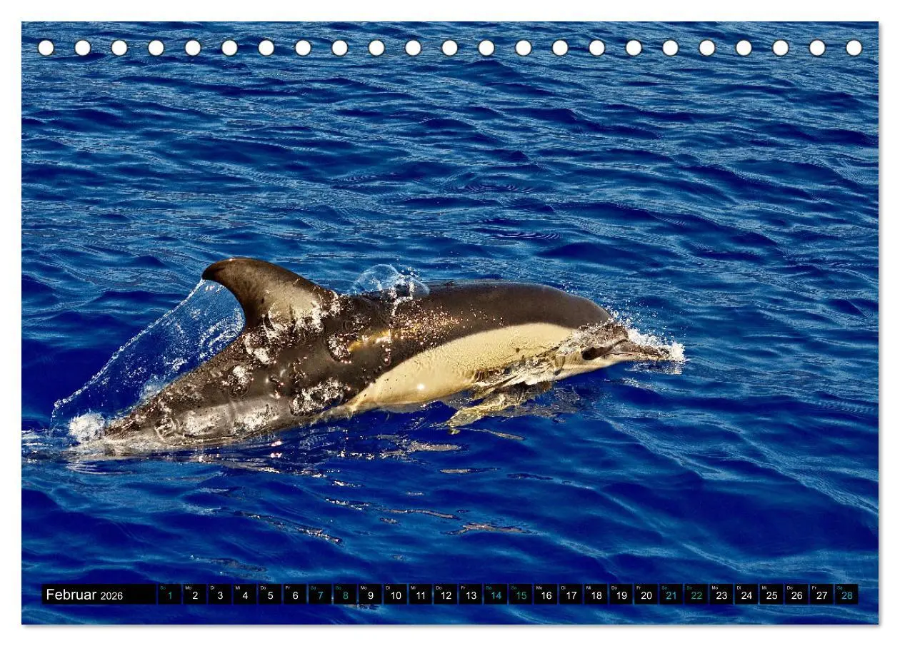 Bild: 9783457494622 | Big Five aus dem Ozean Hai, Delphin, Wal, Robbe, Pinguin...