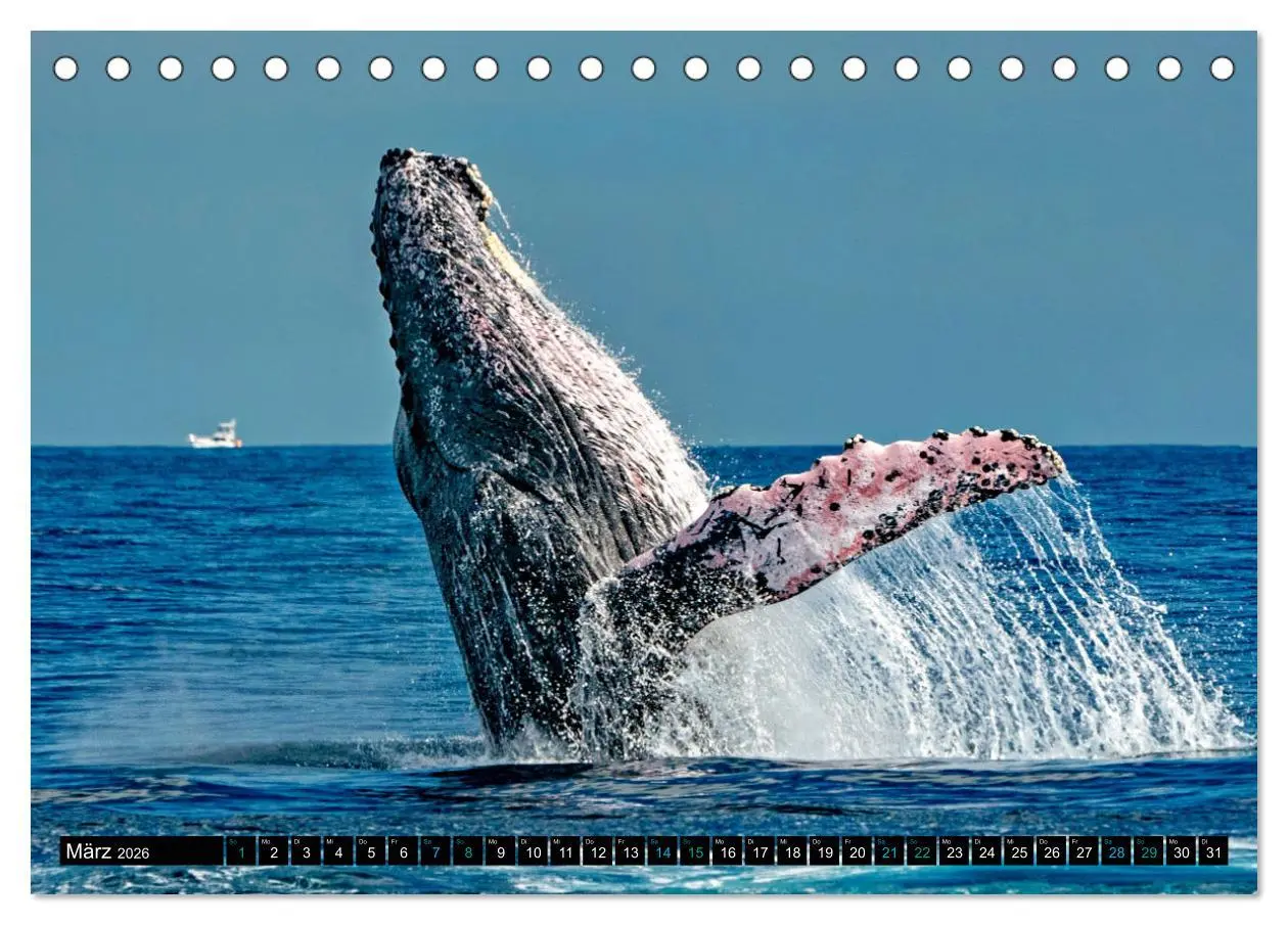 Bild: 9783457494622 | Big Five aus dem Ozean Hai, Delphin, Wal, Robbe, Pinguin...