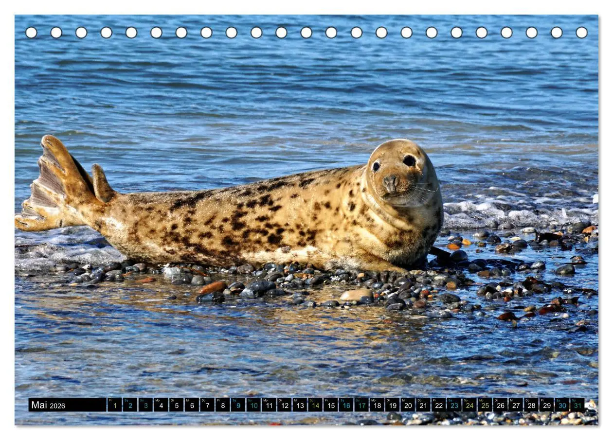 Bild: 9783457494622 | Big Five aus dem Ozean Hai, Delphin, Wal, Robbe, Pinguin...