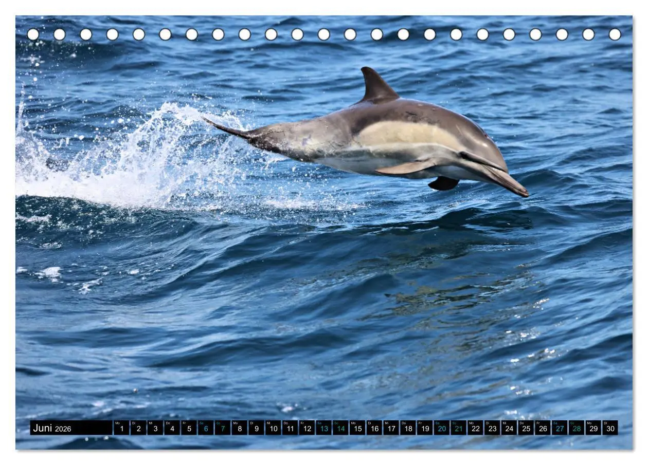 Bild: 9783457494622 | Big Five aus dem Ozean Hai, Delphin, Wal, Robbe, Pinguin...