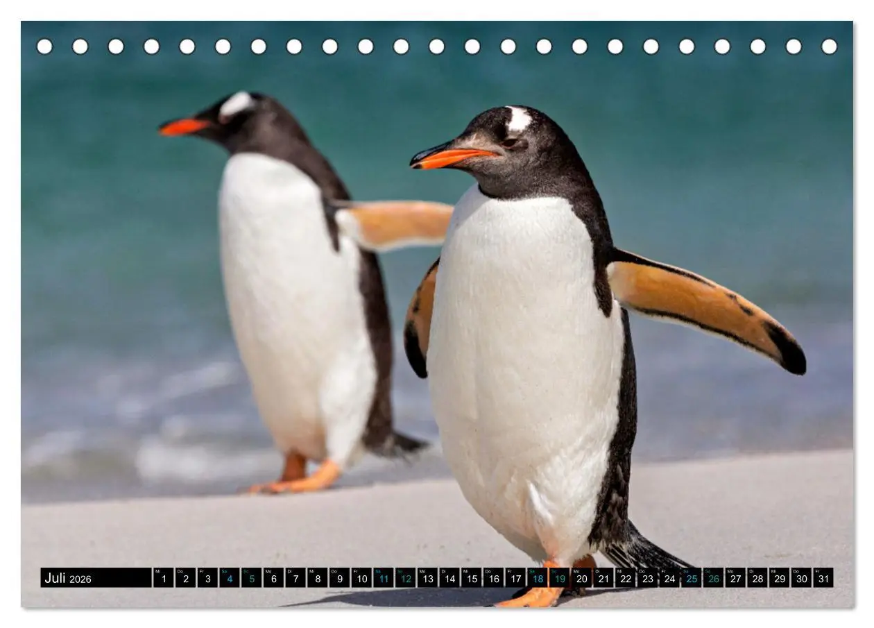 Bild: 9783457494622 | Big Five aus dem Ozean Hai, Delphin, Wal, Robbe, Pinguin...