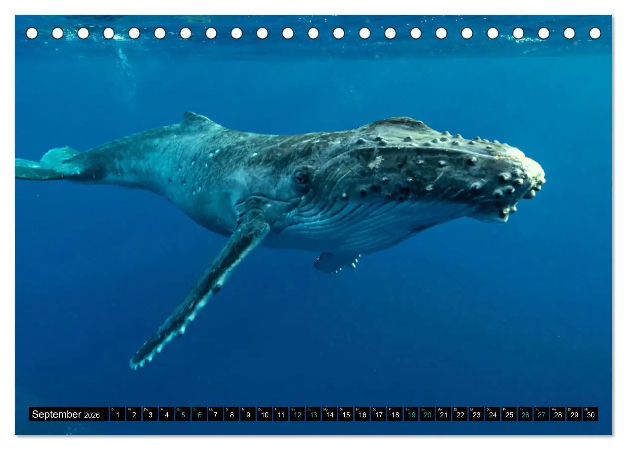 Bild: 9783457494622 | Big Five aus dem Ozean Hai, Delphin, Wal, Robbe, Pinguin...