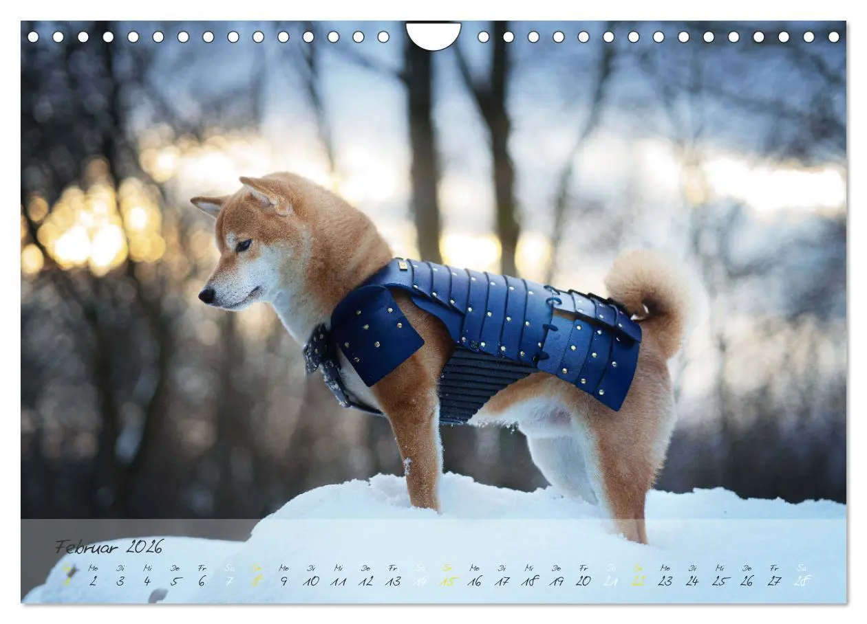 Bild: 9783457634622 | Shiba Inu - mutig, treu, selbstbewusst (Wandkalender 2026 DIN A4...