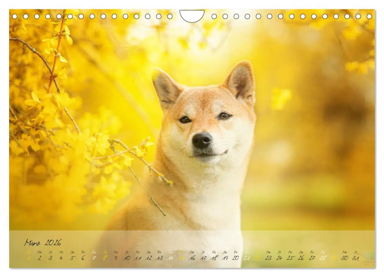 Bild: 9783457634622 | Shiba Inu - mutig, treu, selbstbewusst (Wandkalender 2026 DIN A4...