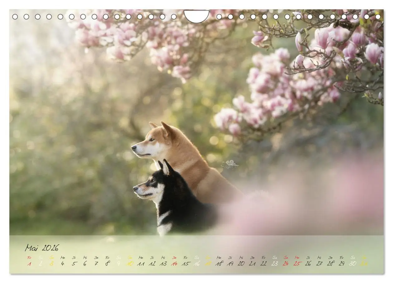 Bild: 9783457634622 | Shiba Inu - mutig, treu, selbstbewusst (Wandkalender 2026 DIN A4...