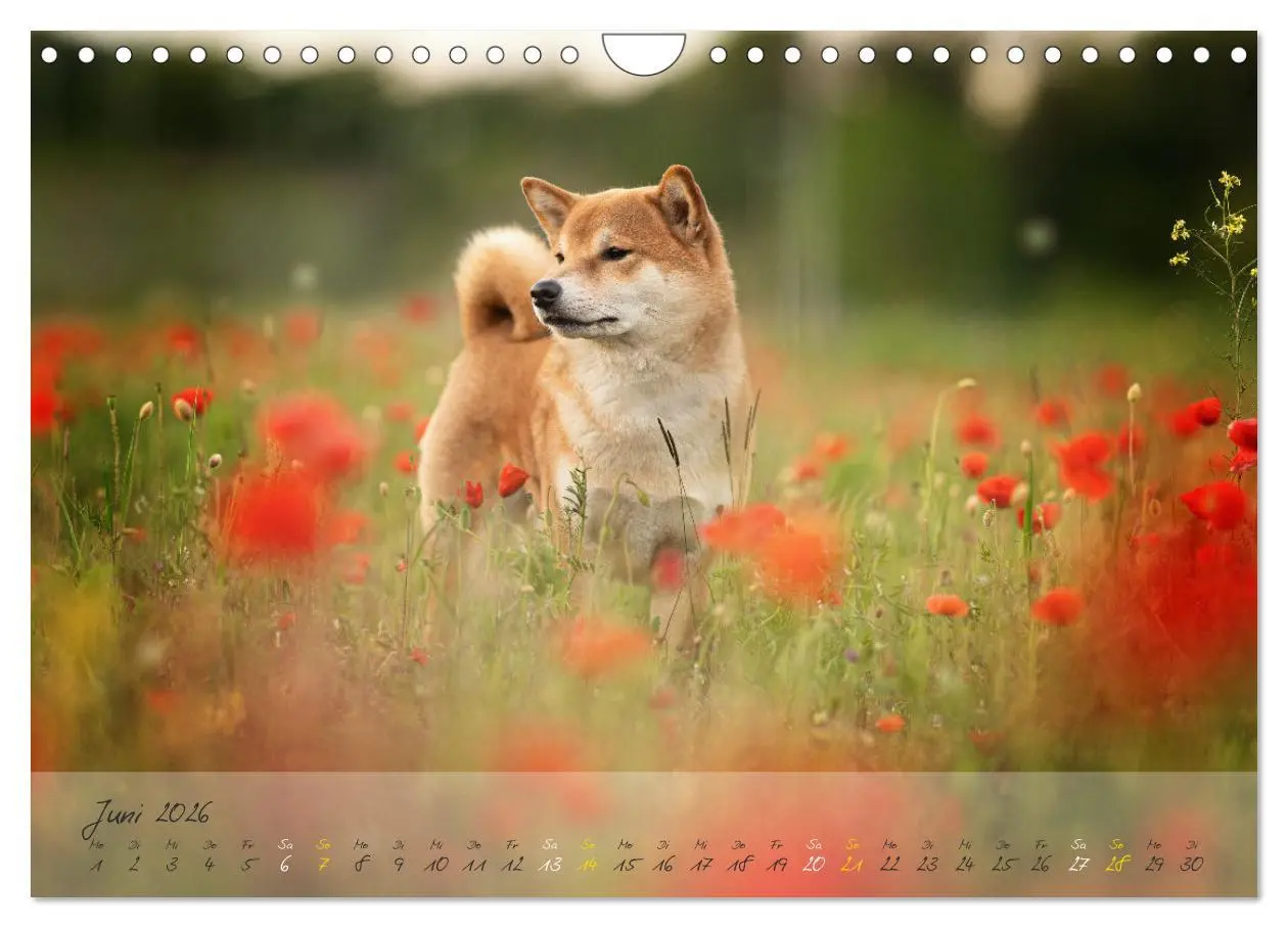 Bild: 9783457634622 | Shiba Inu - mutig, treu, selbstbewusst (Wandkalender 2026 DIN A4...