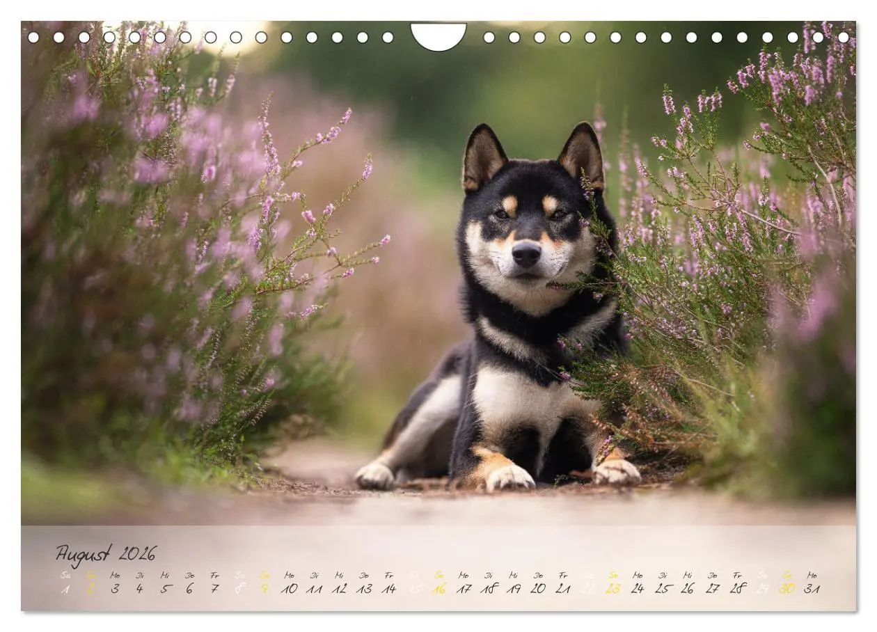 Bild: 9783457634622 | Shiba Inu - mutig, treu, selbstbewusst (Wandkalender 2026 DIN A4...