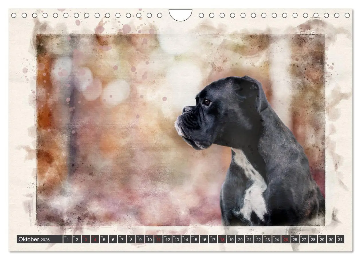 Bild: 9783457704622 | Boxer Photo&amp;Kunst (Wandkalender 2026 DIN A4 quer), CALVENDO...