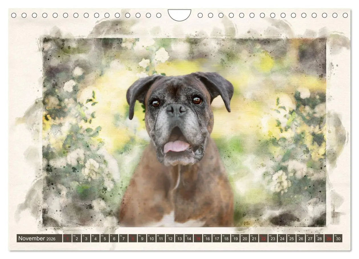 Bild: 9783457704622 | Boxer Photo&amp;Kunst (Wandkalender 2026 DIN A4 quer), CALVENDO...