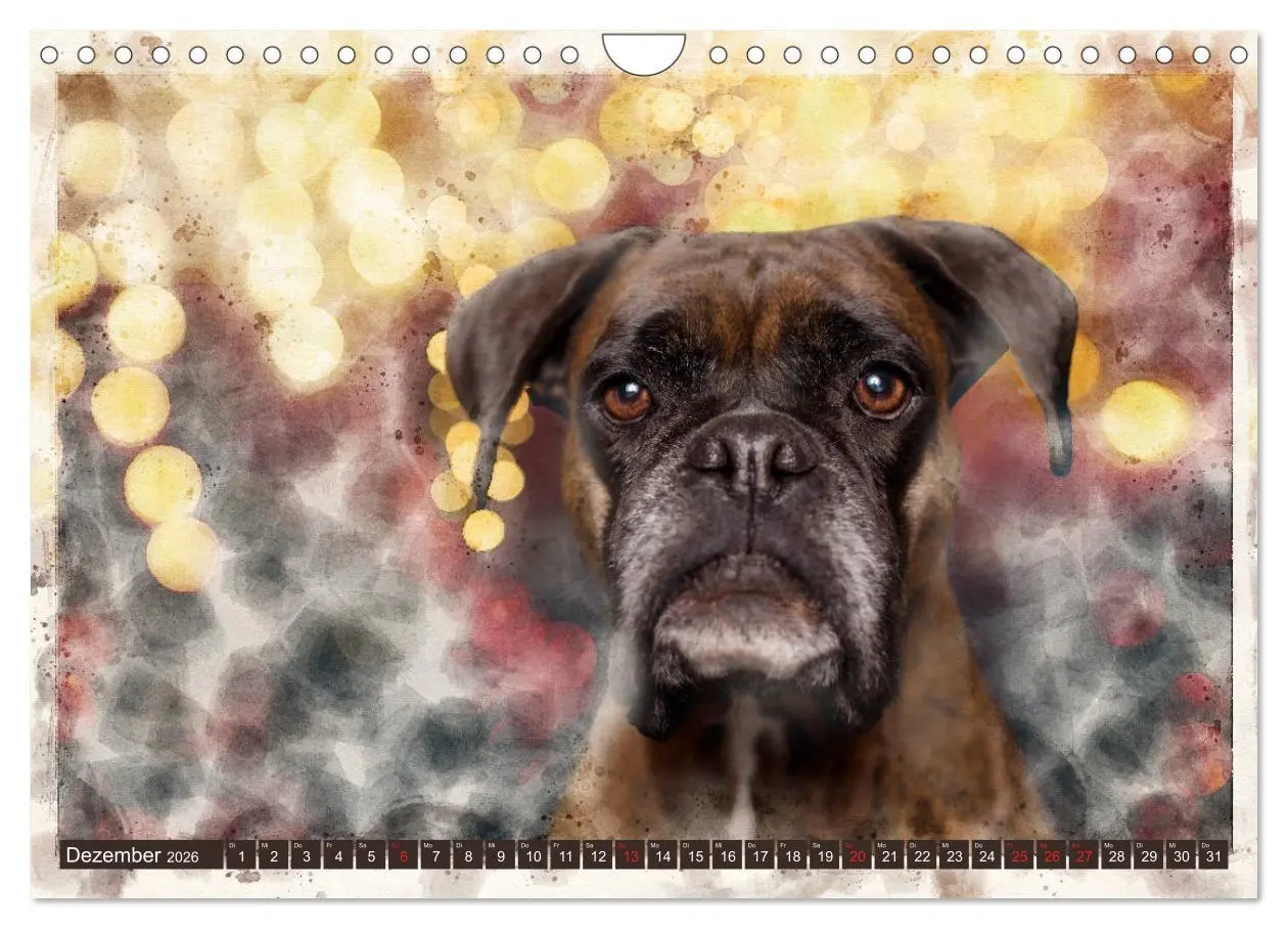 Bild: 9783457704622 | Boxer Photo&amp;Kunst (Wandkalender 2026 DIN A4 quer), CALVENDO...