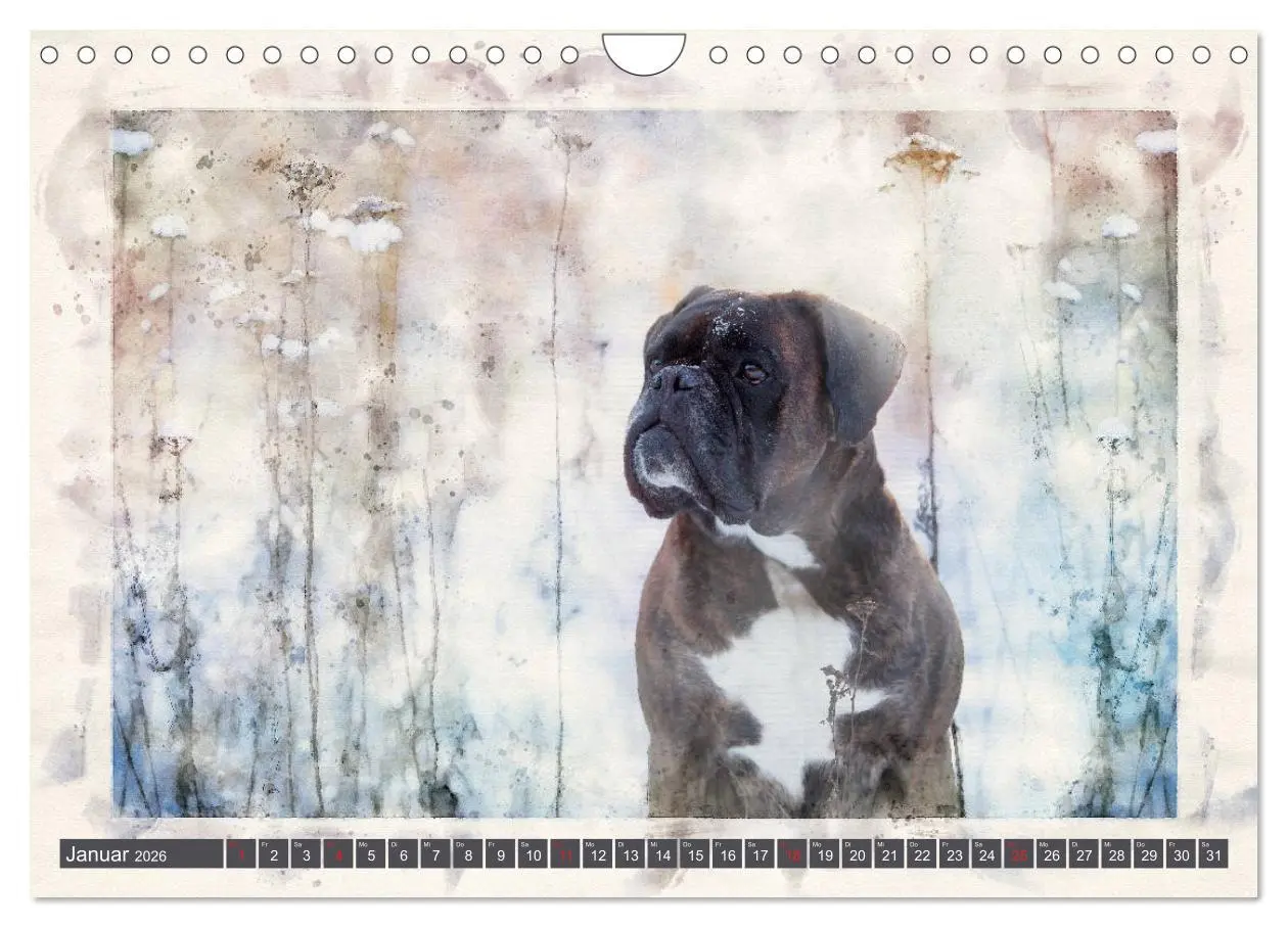 Bild: 9783457704622 | Boxer Photo&amp;Kunst (Wandkalender 2026 DIN A4 quer), CALVENDO...