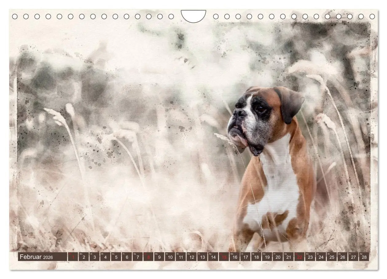 Bild: 9783457704622 | Boxer Photo&amp;Kunst (Wandkalender 2026 DIN A4 quer), CALVENDO...