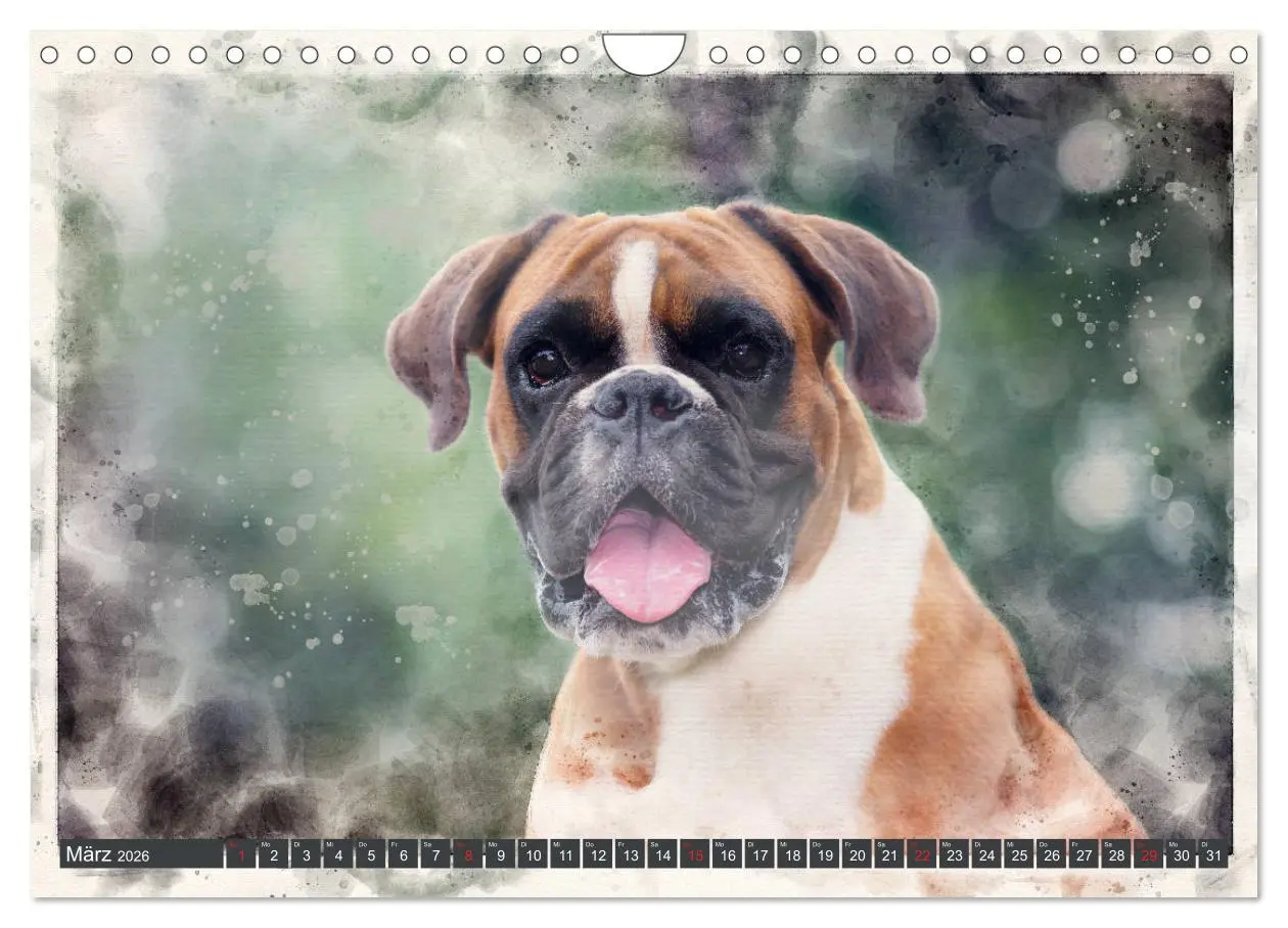 Bild: 9783457704622 | Boxer Photo&amp;Kunst (Wandkalender 2026 DIN A4 quer), CALVENDO...
