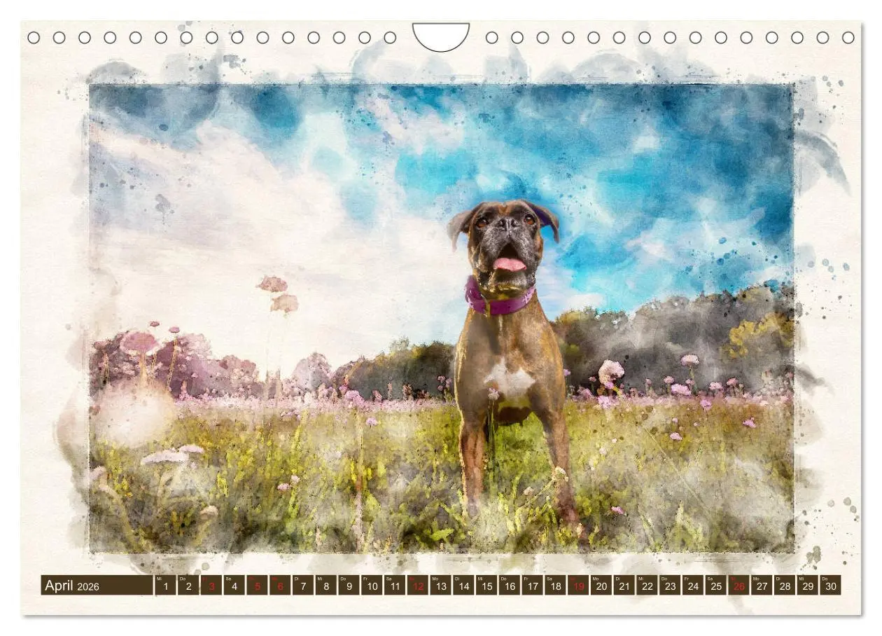 Bild: 9783457704622 | Boxer Photo&amp;Kunst (Wandkalender 2026 DIN A4 quer), CALVENDO...