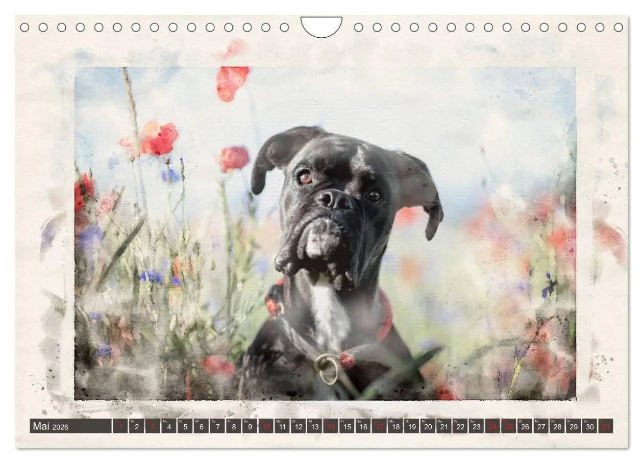 Bild: 9783457704622 | Boxer Photo&amp;Kunst (Wandkalender 2026 DIN A4 quer), CALVENDO...