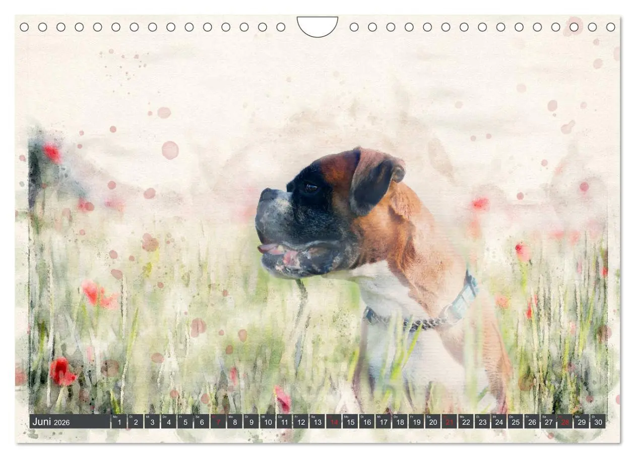 Bild: 9783457704622 | Boxer Photo&amp;Kunst (Wandkalender 2026 DIN A4 quer), CALVENDO...