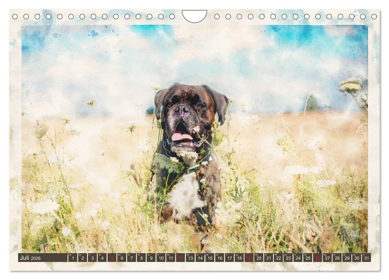 Bild: 9783457704622 | Boxer Photo&amp;Kunst (Wandkalender 2026 DIN A4 quer), CALVENDO...