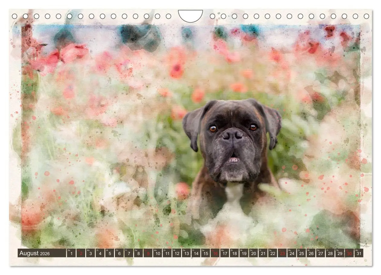 Bild: 9783457704622 | Boxer Photo&amp;Kunst (Wandkalender 2026 DIN A4 quer), CALVENDO...